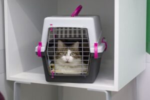 gatto trasportino sala aspetto visita clinica veterinario torino