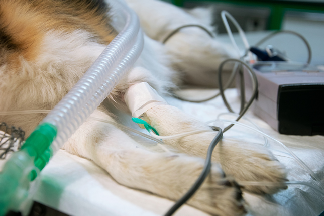 monitoraggio anestesiologico veterinaria torino cane