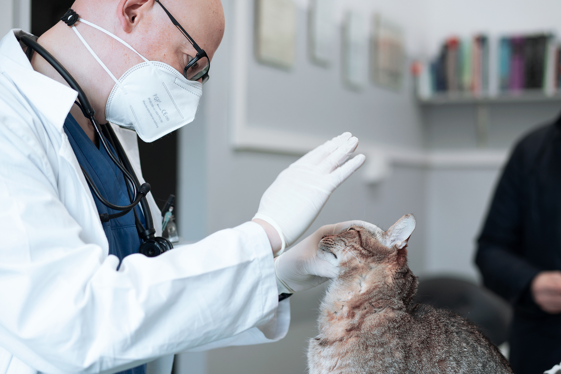 test reazione alla minaccia gatto neurologo veterinario torinono neurologo reazione minaccia gatto