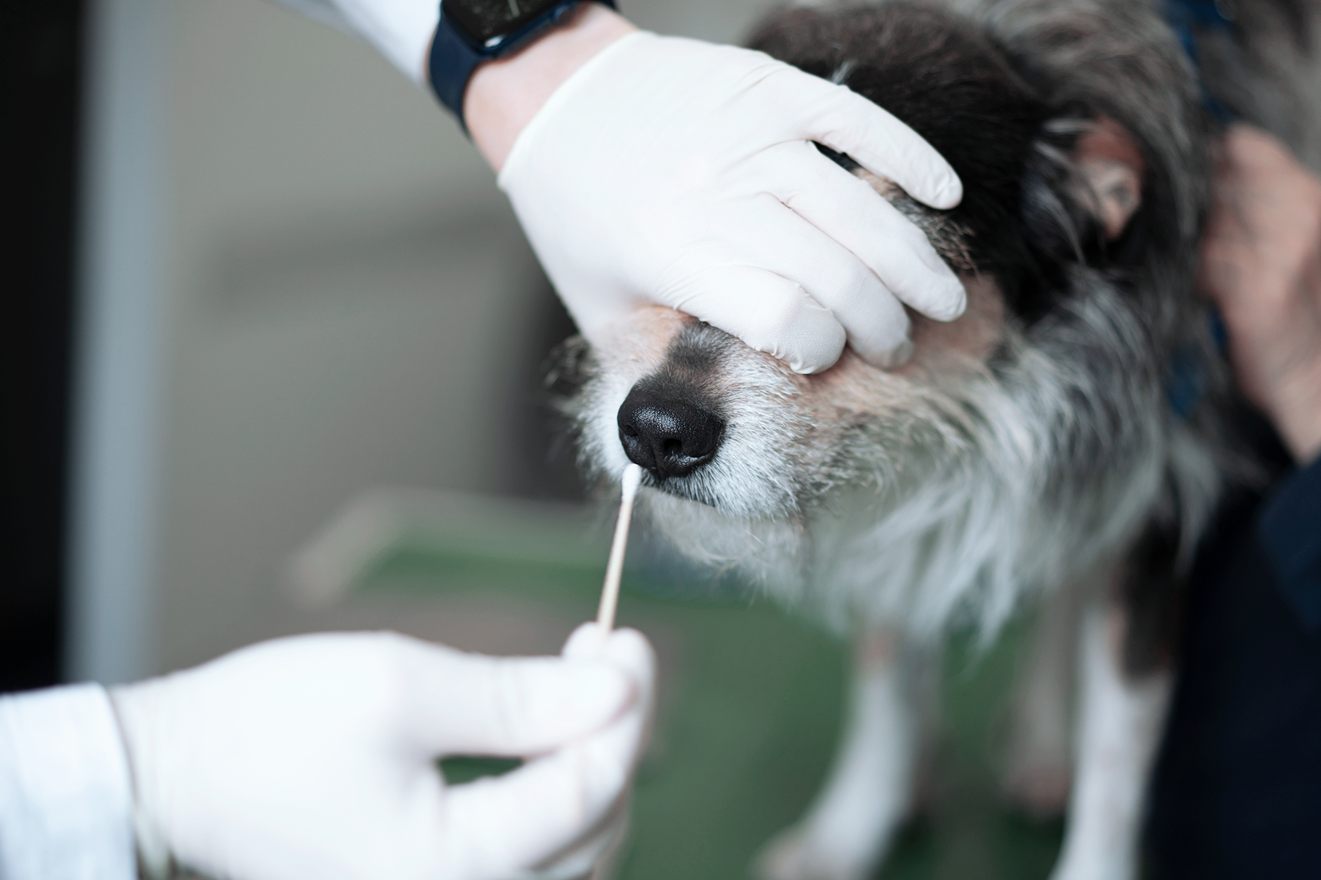 esame clinico neurologico cane veterinario torino