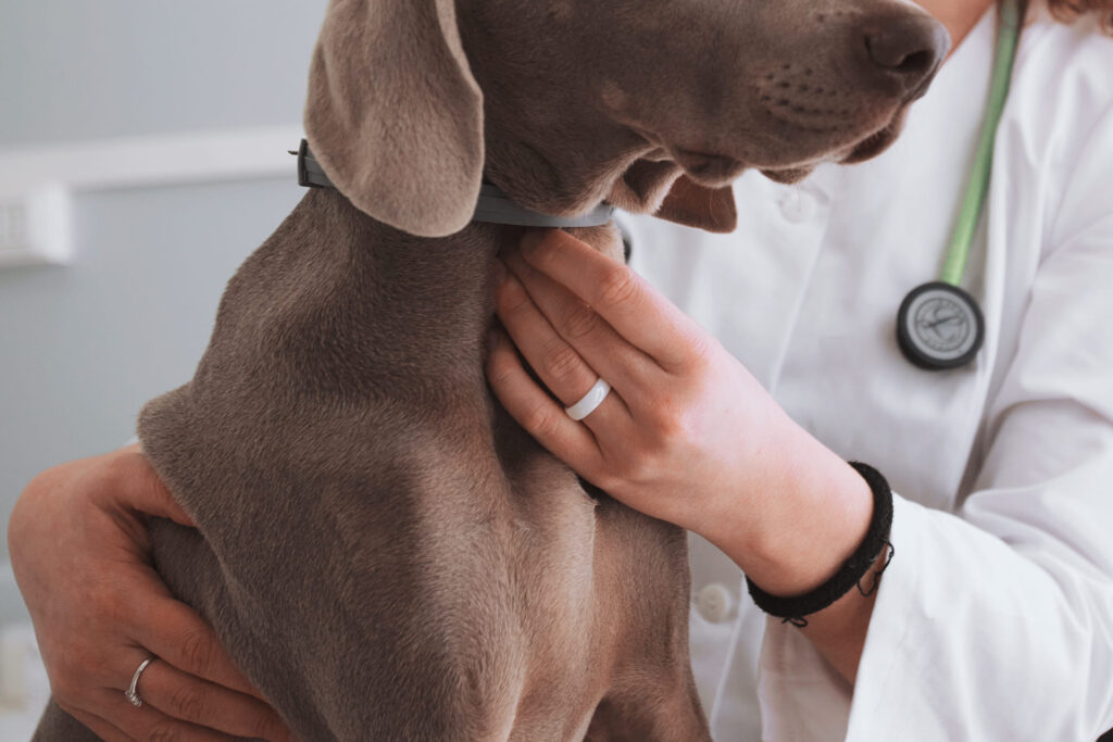 linfonodi cane oncologia veterinaria torino