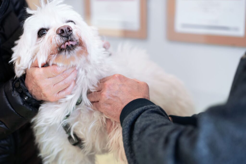 visita ortopedica veterinaria cane torino