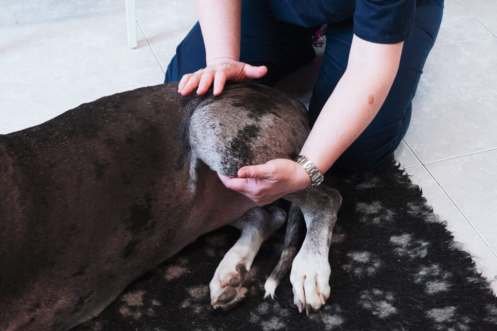 riabilitazione geriatrica fisioterapia veterina cane anziano torino