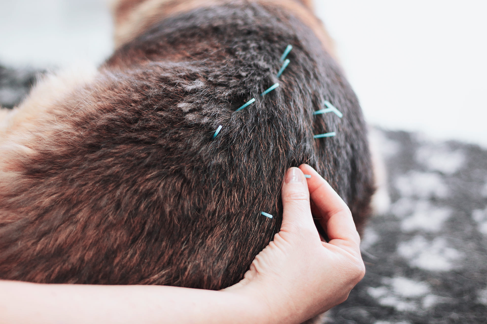 agopuntura cinese veterinaria fisioterapia torino