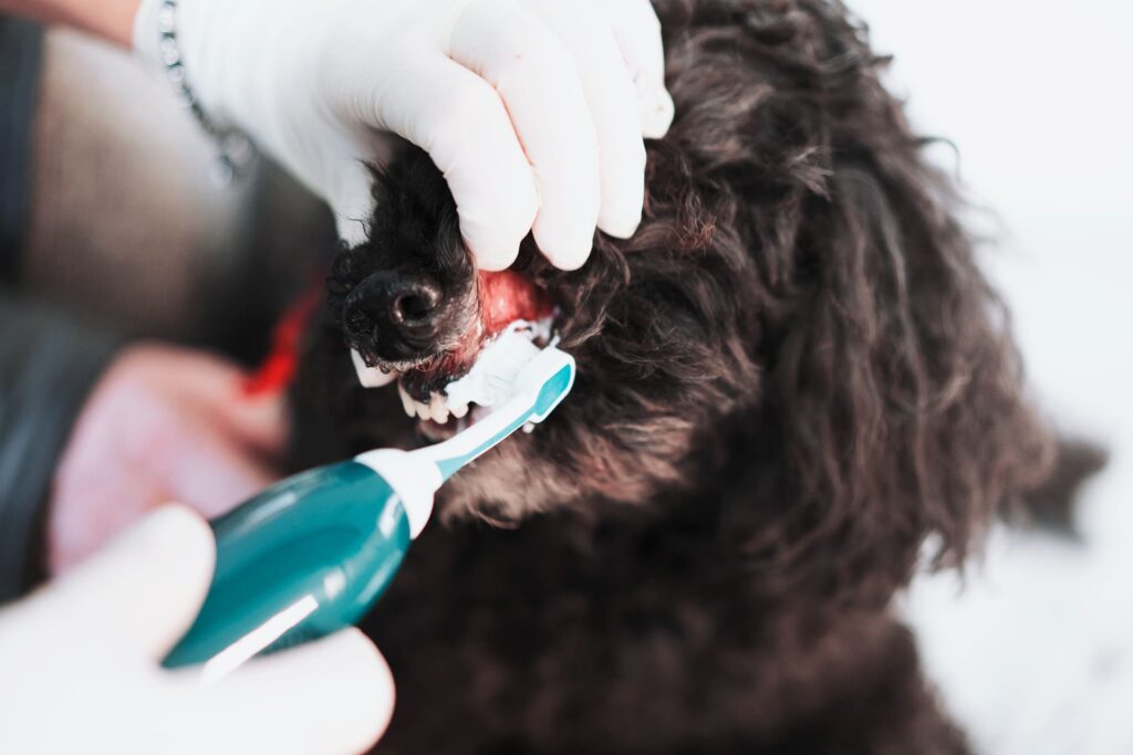 spazzolatura ultrasuoni cane odontostomatologia veterinaria torino