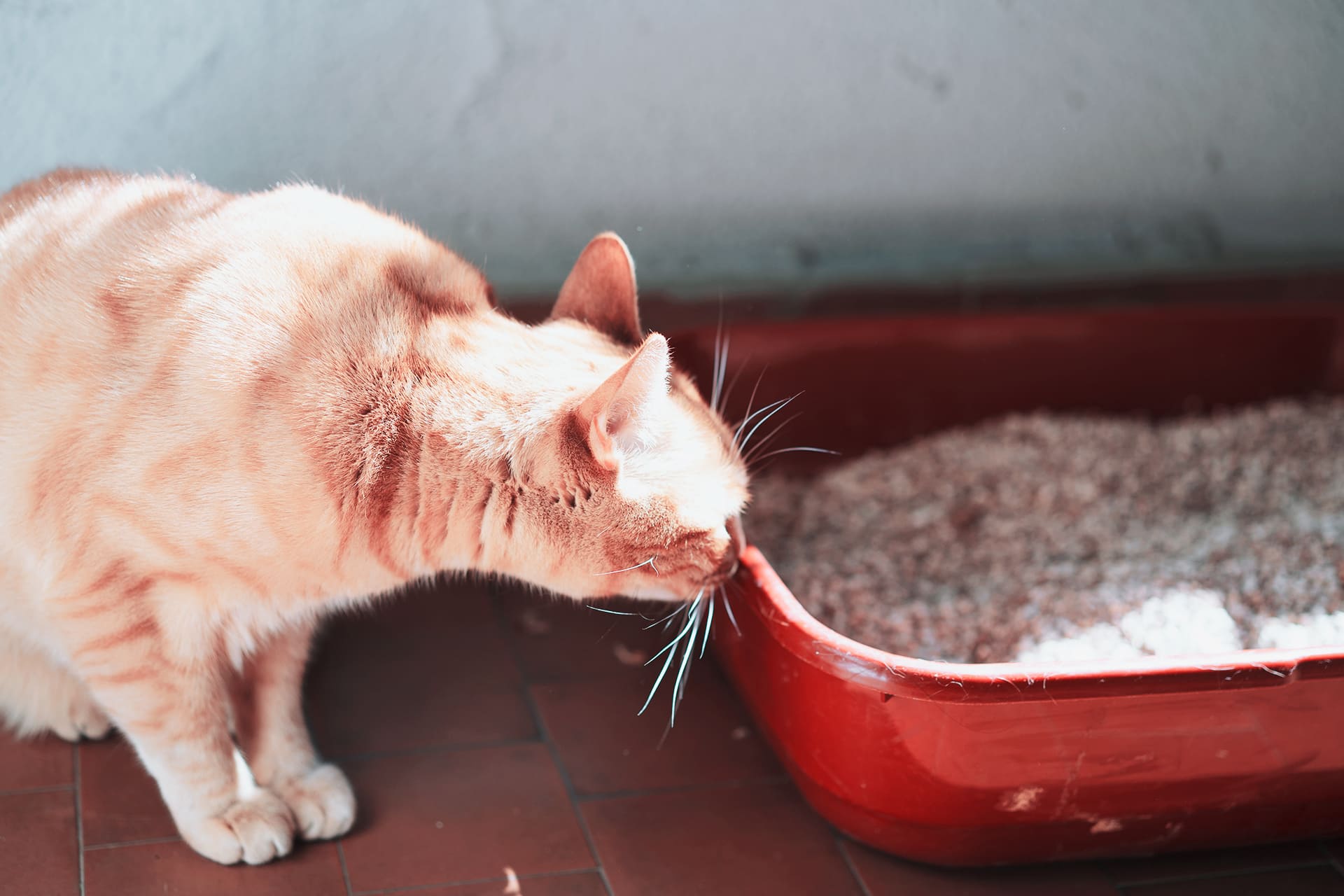 gatto ostruito urologia nefrologia veterinario torino