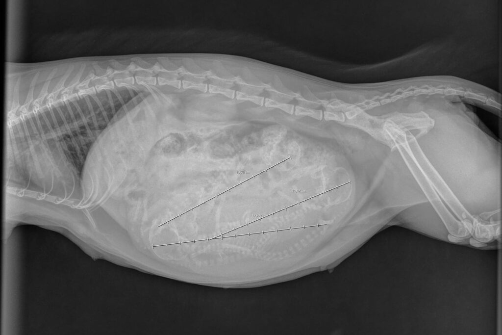 radiografia prenatale gatta incinta veterinaria cuccioli ostetricia torino