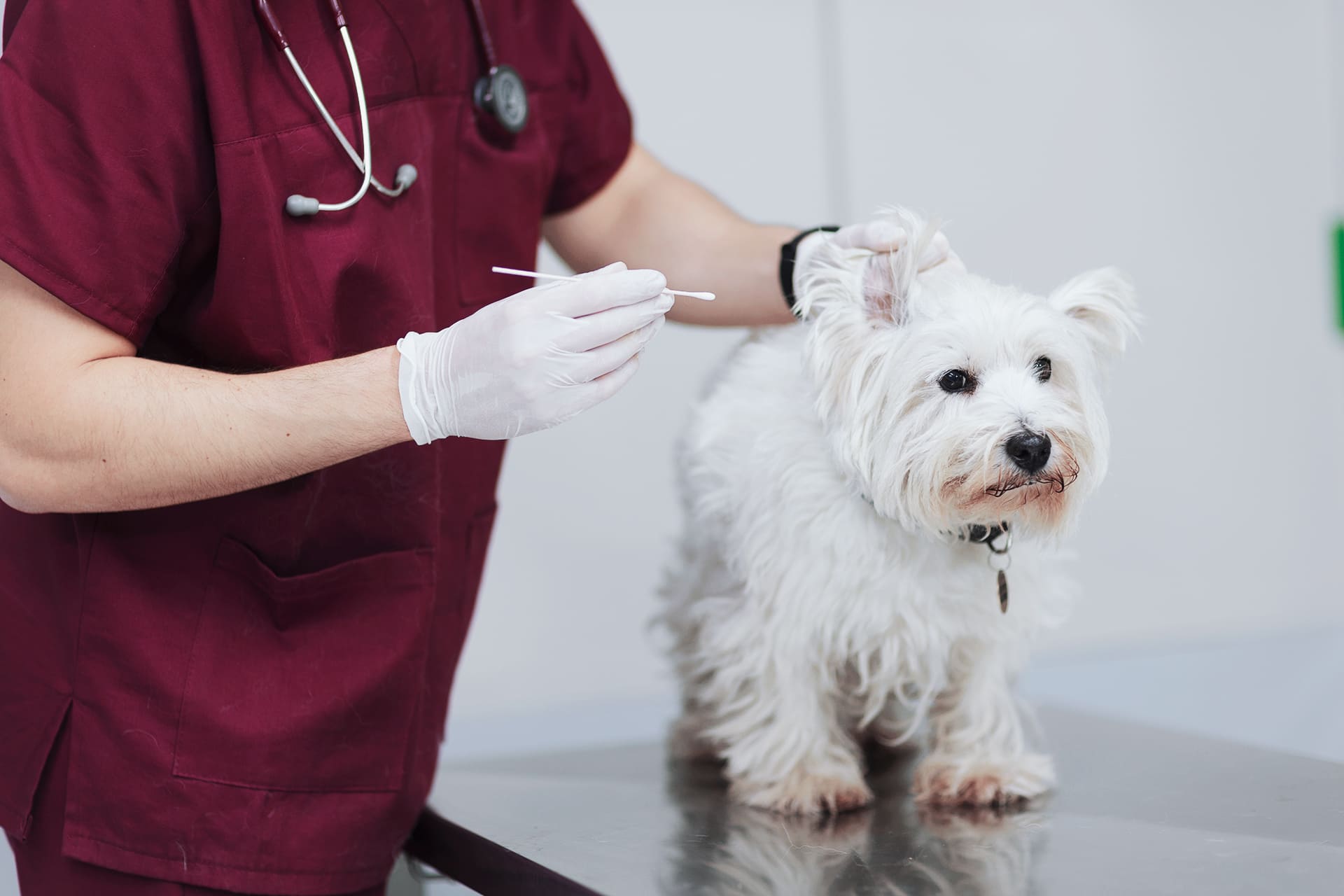 otologia veterinaria torino tampone auricolare cane
