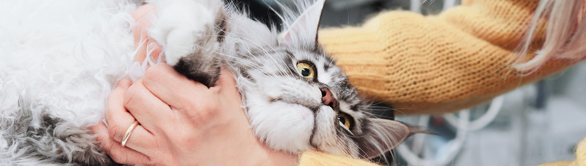 gatto visita salute prevenzione veterinaria torino