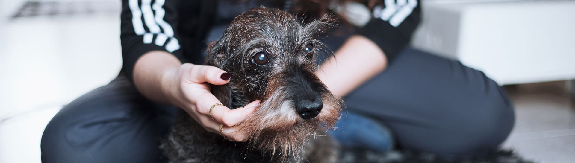 servizi specialistici cura veterinario torino