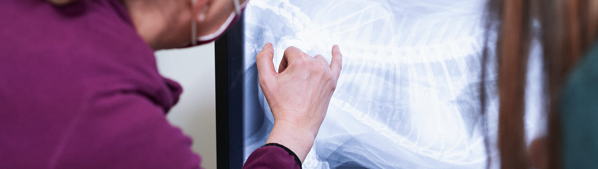 rx diagnostica per immagini veterinario torino